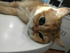 -瑞派动物医院·绝育·犬猫全科·预防医学(光景江南中店)