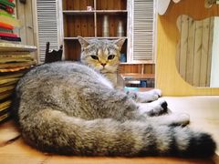 -猫色咖啡·猫咖