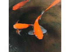 -北京古城老院厉晓麟精致菜