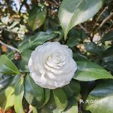 御花園位置就在正門入口右手邊