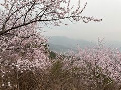 -香山公园