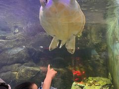 -上海大自然野生昆虫馆(东方明珠·爬宠昆虫探索中心)