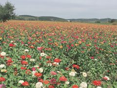 -莲花山花海