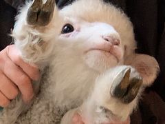 -Kpasta韩式意大利面