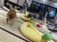 -逗柴咖啡屋·狗咖猫咖宠物桌游