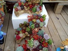 -龙大花卉苗木市场