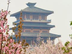 -古柏渡丰乐樱花园