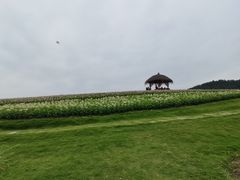 -径山花海