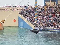 -秦皇岛乐岛海洋王国