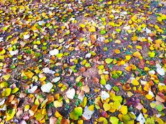 -永定河休闲森林公园