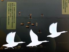 -同里国家湿地公园