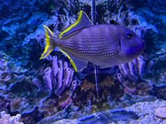 -芜湖新华联大白鲸海洋公园