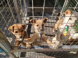 -萌宠亲子动物乐园(槐房万达店)