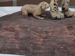 -陕西自然博物馆