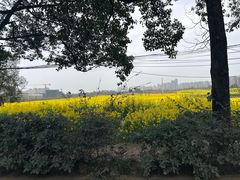 -三圣花乡旅游区