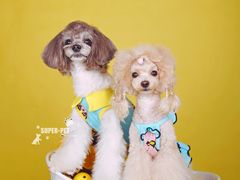 -超宠爱宠物摄影-Super pet