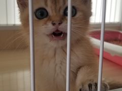 -Bastet sally猫舍购宠(静安店)