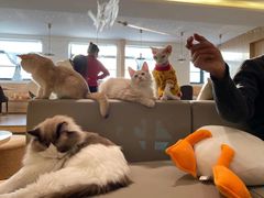 -猫腻·猫咖·撸猫馆(星光大道店)