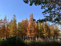 -白鹭湾湿地公园