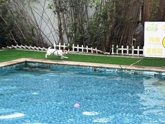 -汪说喵讲宠物乐园宠物酒店(红星美凯龙店)