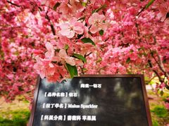 -海棠花溪(元大都城垣遗址公园)