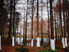 -西溪国家湿地公园