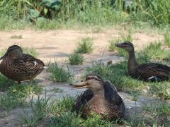-朝阳公园