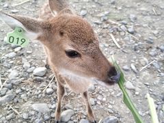 -鹿境梅花鹿生态园区