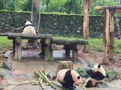 -都江堰中华大熊猫苑