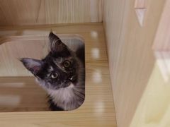 -爪爪喵星球·猫舍(前海卓越店)