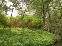 -西溪国家湿地公园