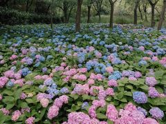 -上海共青森林公园