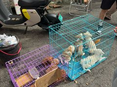 -哈尔滨道外花鸟鱼市场