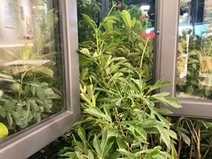 -花神·轻食简餐·咖啡馆·花卉绿植(荷兰花卉小镇店)