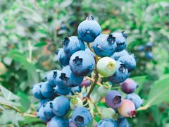 -金谷域澳洲庄园