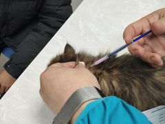 -中农国际动物医院24小时·猫科·骨科·急重症中心