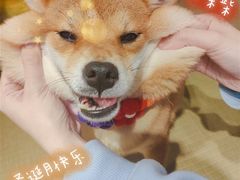-逗柴咖啡屋·狗咖猫咖宠物桌游
