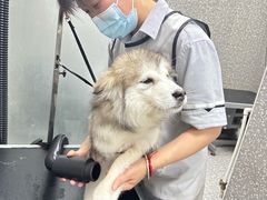 -宠物家(角门东店)