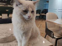 -遇见羊驼·奶狗咖·布偶猫咖·法斗柯基柴犬阿拉斯加(春熙路太古里IFS店)