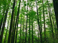 -上海滨江森林公园