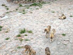 -西霞口神雕山野生动物世界