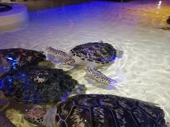 -华夏文旅海洋公园