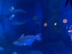 -烟台海昌鲸鲨海洋公园