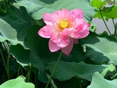 -陈家山荷花公园