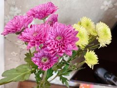 -大自然花鸟鱼虫市场