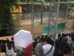 野生动物剧场-清迈夜间动物园