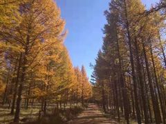 -塞罕坝国家级自然保护区