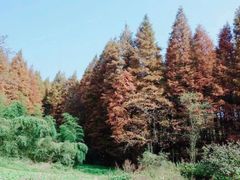 -山王坪喀斯特国家生态公园