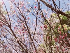 -南汇桃花村