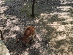 -合肥野生动物园